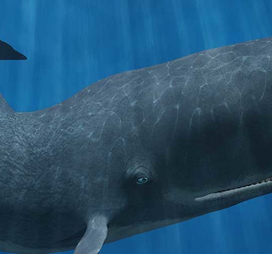 What common features do animals in the order Cetacea have?