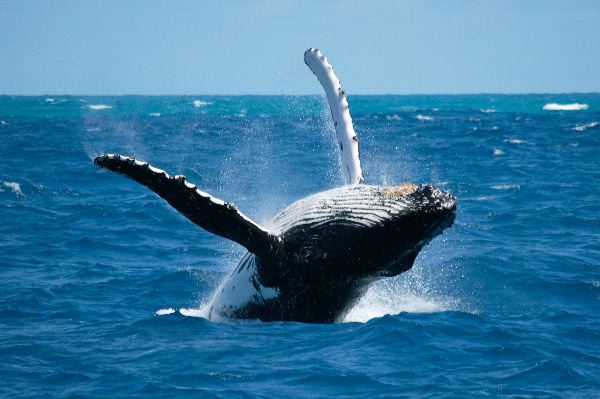 Baleen Humpback Whale In the Ocean
