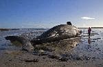 Beached Whale in Scotland