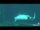 Beluga Birth Video