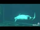 nacimiento_de_una_beluga_video