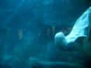 Beluga whale blowing bubbles