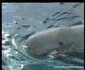 informacion_sobre_belugas_video