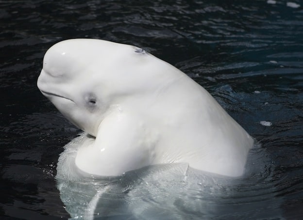 Beluga cetáceo odontoceto