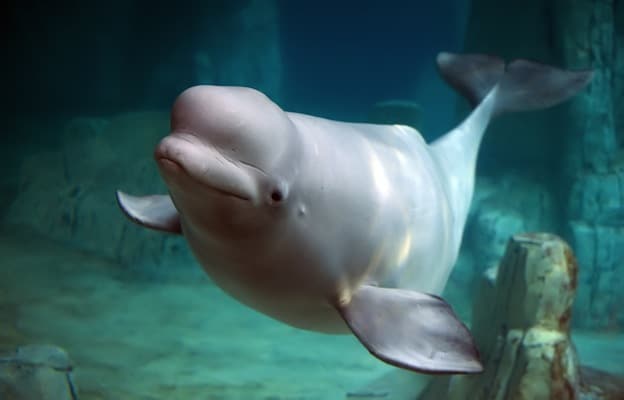 Información sobre la beluga