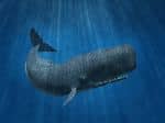 Big Sperm Whale Illustration