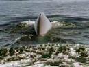 ballena_azul_video