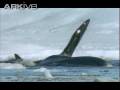 ballena_boreal_video