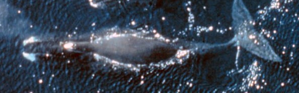 Bowhead Whale