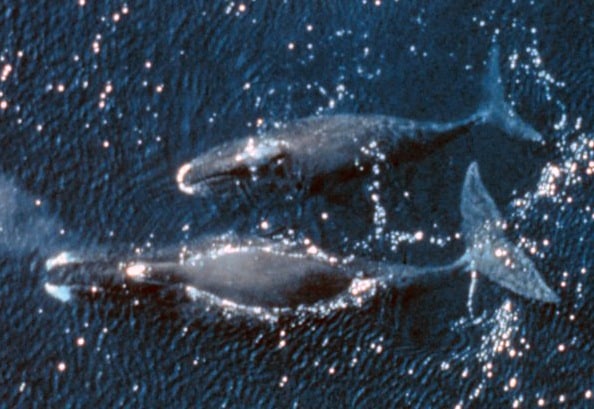 Greenland right whale or Arctic whale information