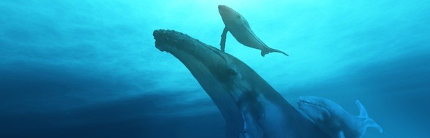 Whale Evolution