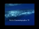 video_de_rorcual_comun