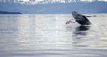 Humpback Whale Breach In Frederick Sound Alaska