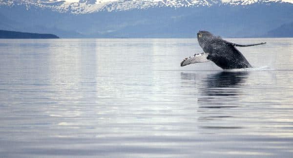 Humpback Whale Breach In Frederick Sound Alaska