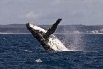 Humpback Whale Breaching In Australian Waters