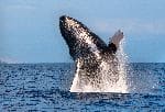 Humpback Whale Breaching Out Of The Water