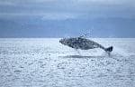 Humpback Whale Breaching in Alaska