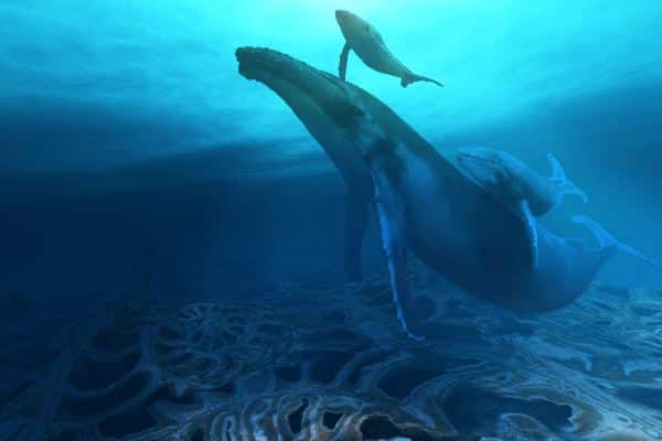 Information on sperm whales