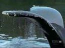 tecnicas_de_caza_ballena_jorobada_video