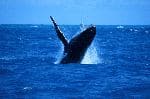 Humpback Whale In Open Waters