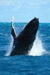 Humpback Whale In Pacific Ocean