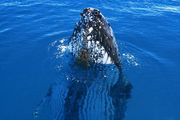 Humpback Whale Spy Hop