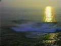 salto_de_ballenas_jorobadas_video