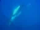 ballenas_jorobadas_en_Bermuda
