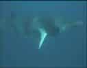 video_sobre_ballenas_minke