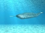 Narwhal Or Narwhale Whale - Monodon monoceros