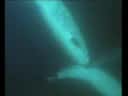 video_de_narvales