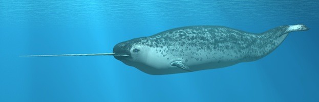 Narval - Whale Facts and Information