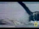grupo_de_narvales_video