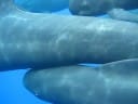 ballenas_piloto_video