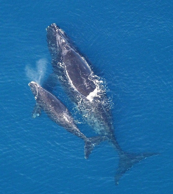 Right whale Facts