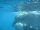 Eubalaena australis_en_sudafrica_video