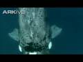 Eubalaena australis_video