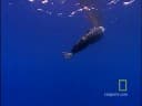 nado_de_cachalote_video