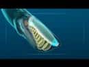 cachalote_vs_calamar_gigante_video