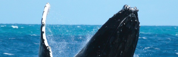 Especies de Ballenas