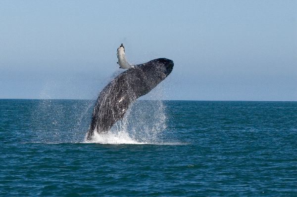 Whale Near Iceland