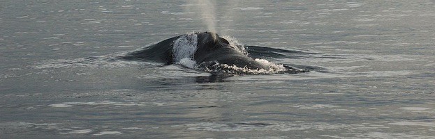 Ballena Franca del Pacífico Norte
