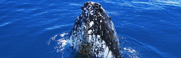 Whale Communication