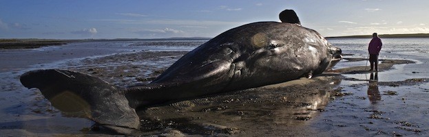 Ballenas en Peligro de Extinción