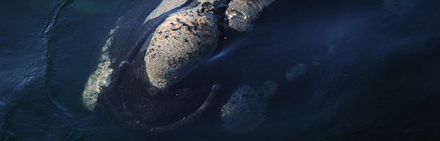Ballena Franca Austral