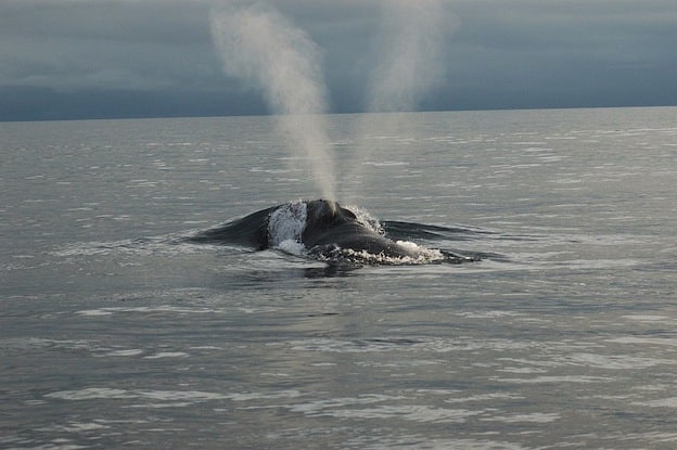 franca_pacifico_norte_NOAA