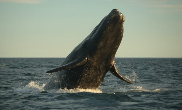 Información sobre la ballena gris
