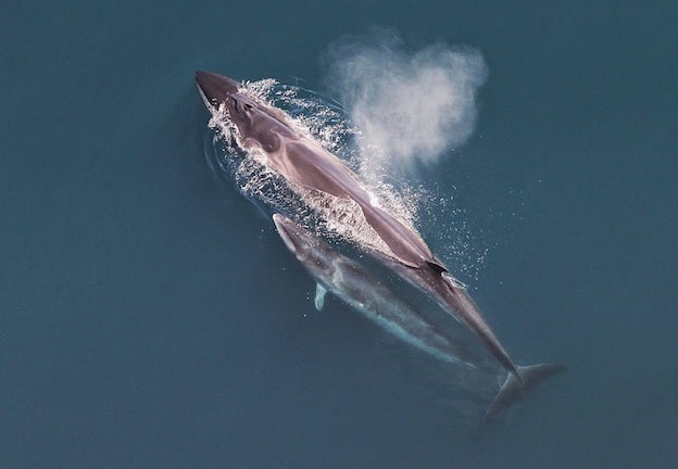 Información del Balaenoptera borealis
