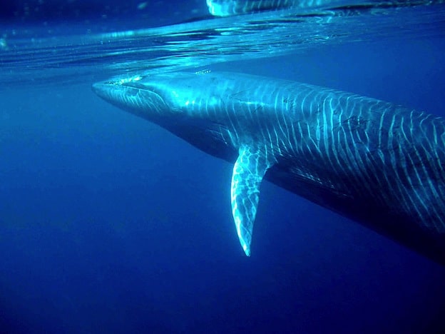 Información sobre Balaenoptera edeni