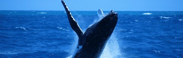 Whales in History